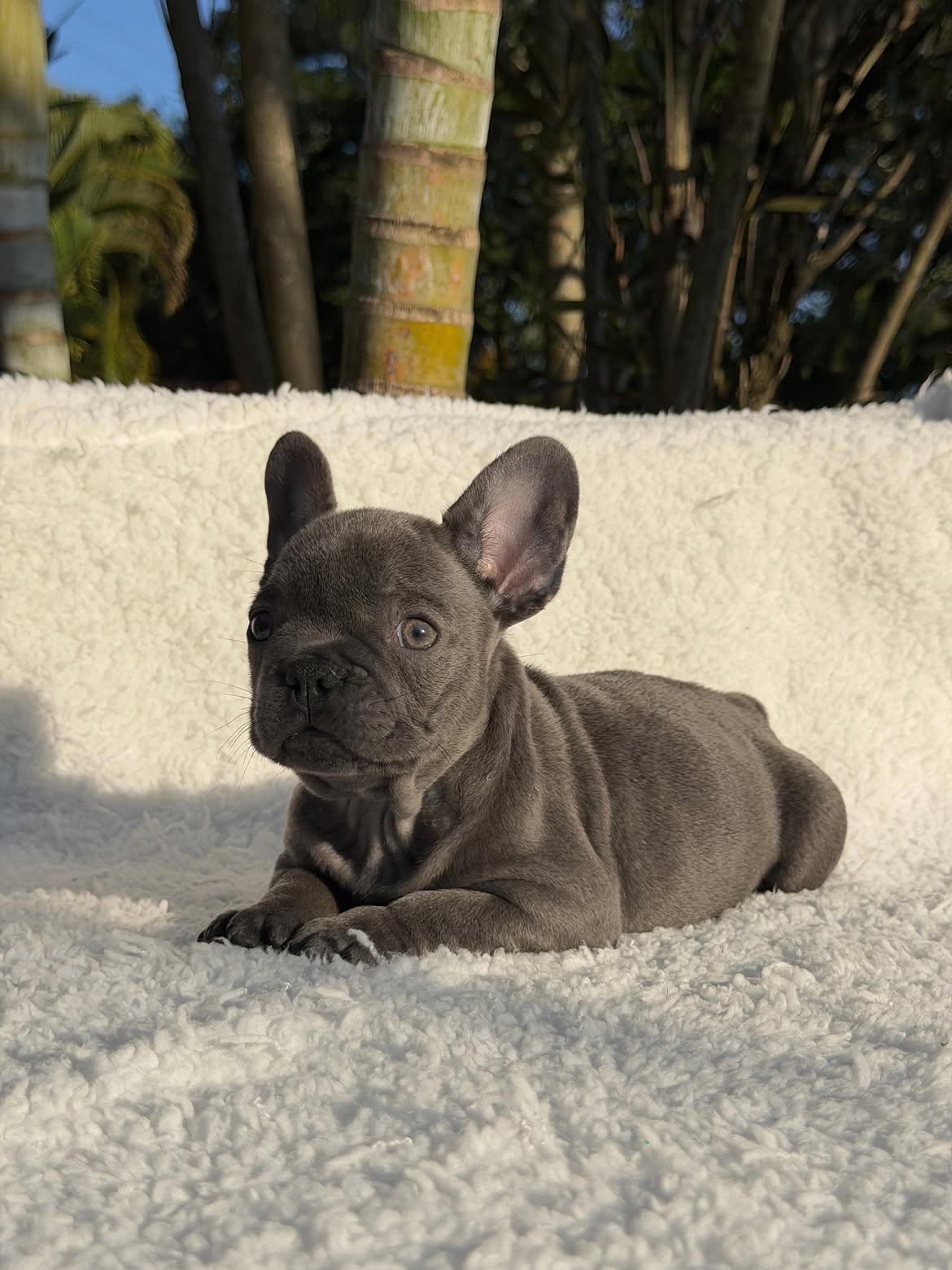 Apolo🐶Aquele Bulldog Frances Blue, Cinza solido maravilhoso🥰Curtinho e muito dengosinho🥹.Quem (1)