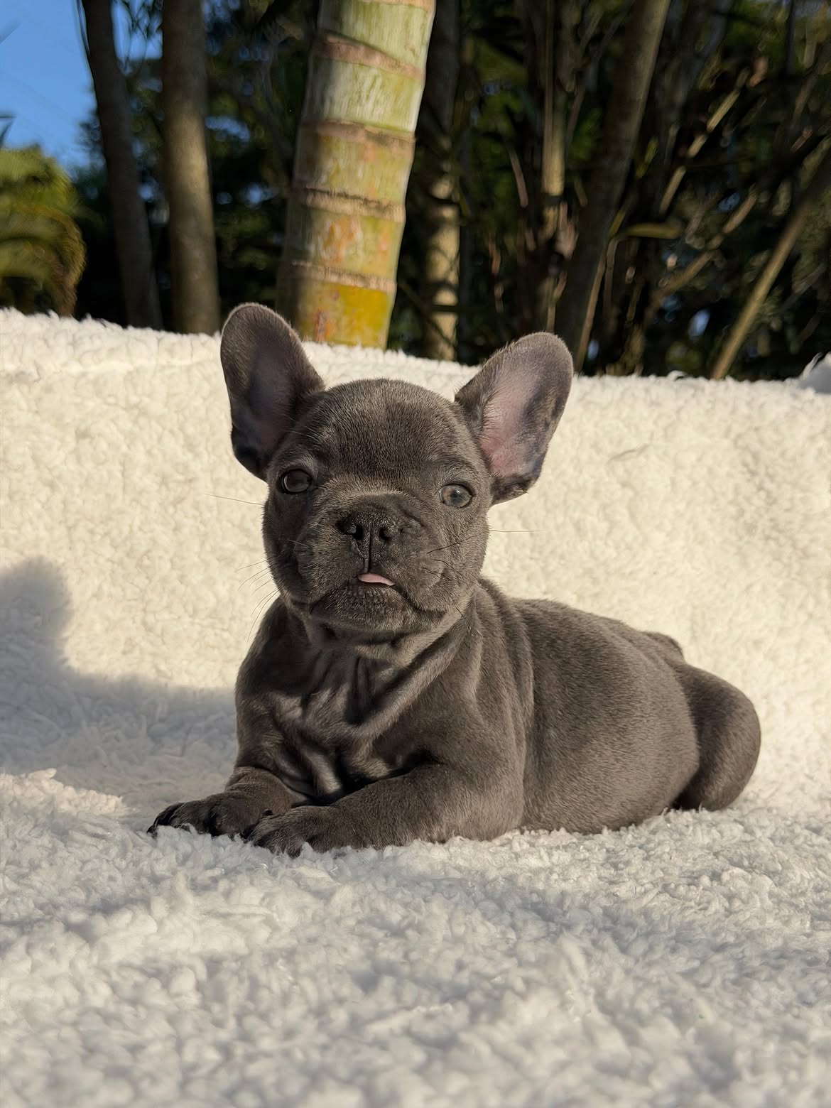 Apolo🐶Aquele Bulldog Frances Blue, Cinza solido maravilhoso🥰Curtinho e muito dengosinho🥹.Quem (2)