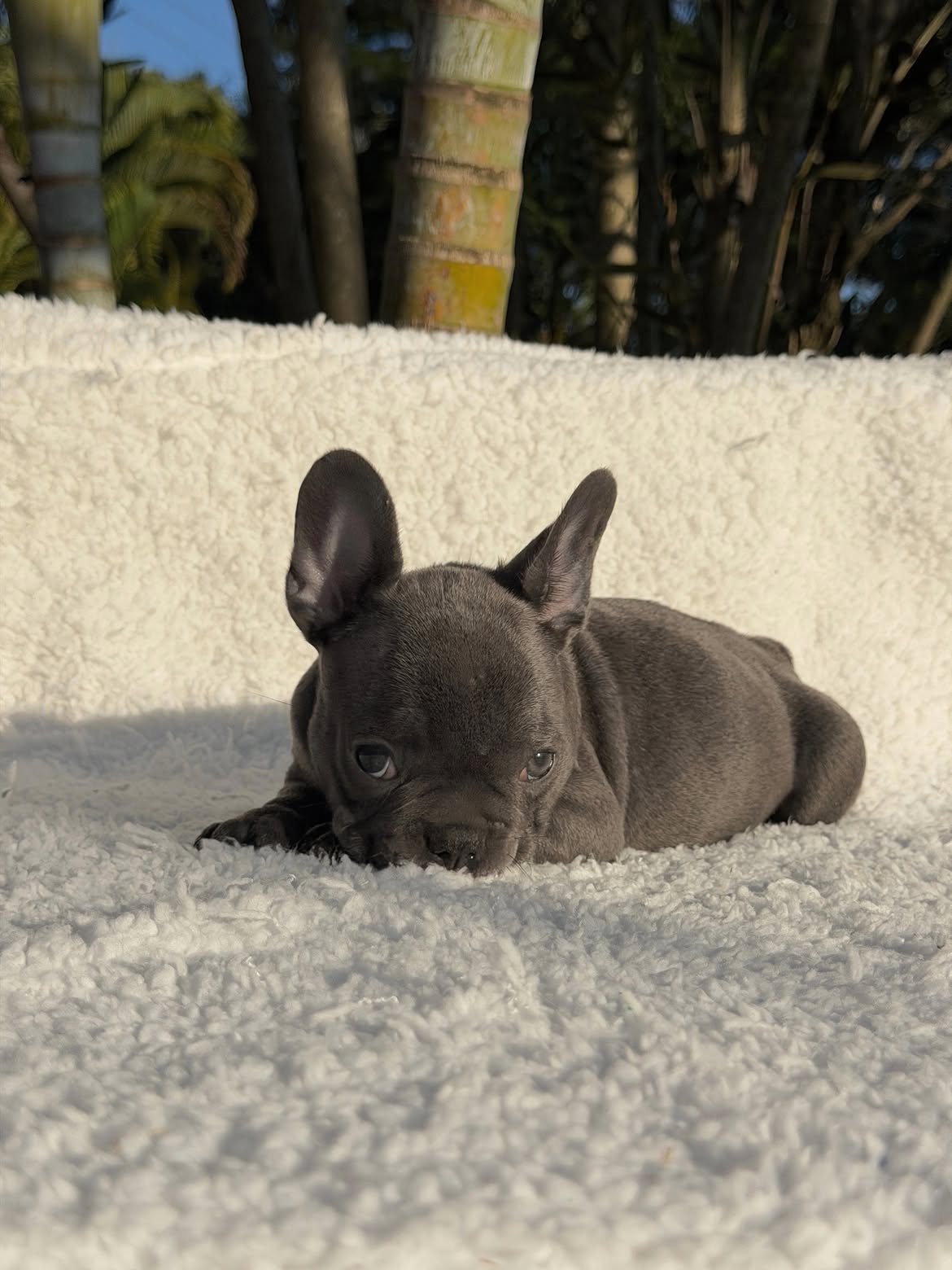 Apolo🐶Aquele Bulldog Frances Blue, Cinza solido maravilhoso🥰Curtinho e muito dengosinho🥹.Quem (3)