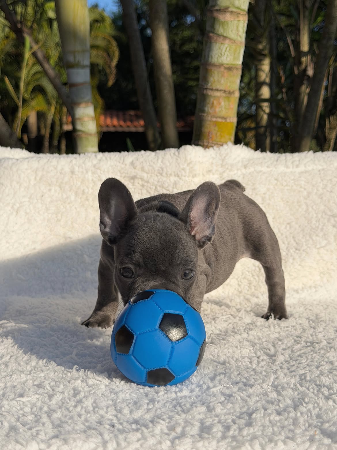 Apolo🐶Aquele Bulldog Frances Blue, Cinza solido maravilhoso🥰Curtinho e muito dengosinho🥹.Quem (4)