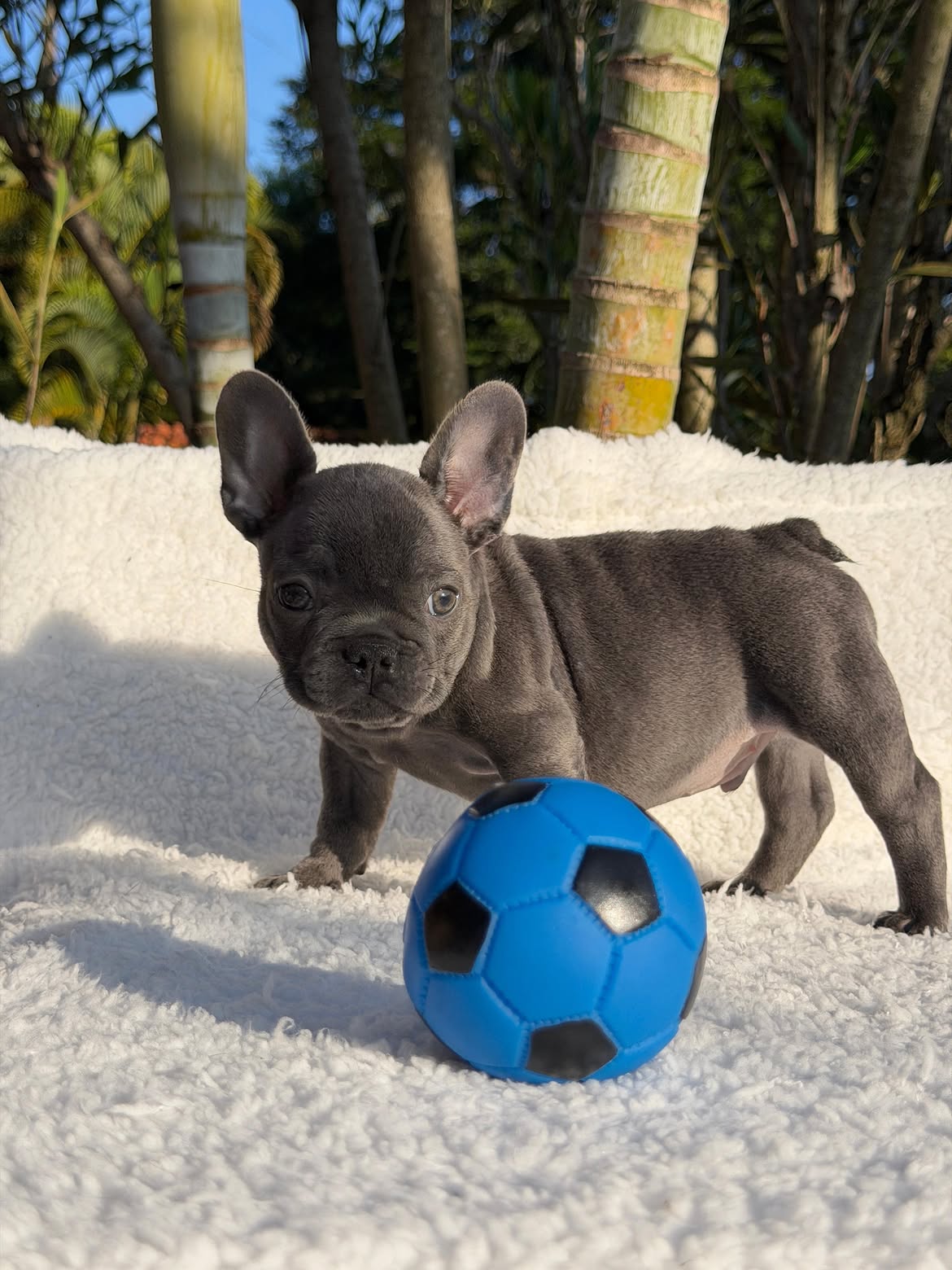 Apolo🐶Aquele Bulldog Frances Blue, Cinza solido maravilhoso🥰Curtinho e muito dengosinho🥹.Quem (5)