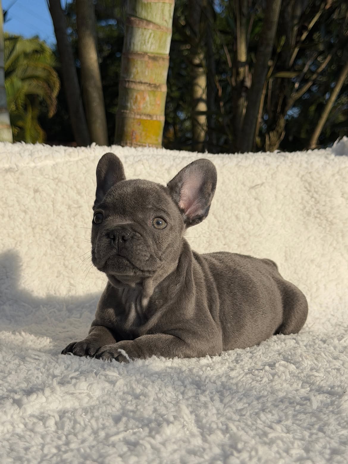 Apolo🐶Aquele Bulldog Frances Blue, Cinza solido maravilhoso🥰Curtinho e muito dengosinho🥹.Quem