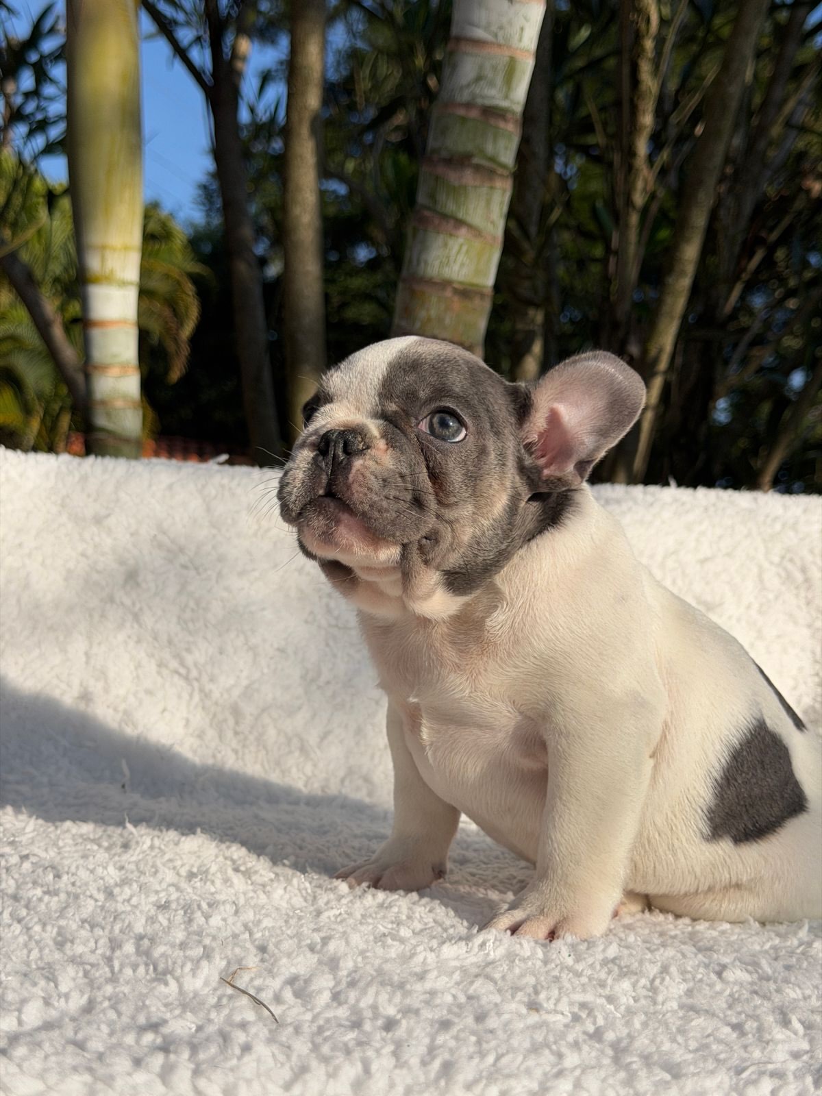 Bento 🐶Aquele garotinho Lilac Pied cheio de Charme! Fora toda beleza ele ainda consegue ser Qua (1)