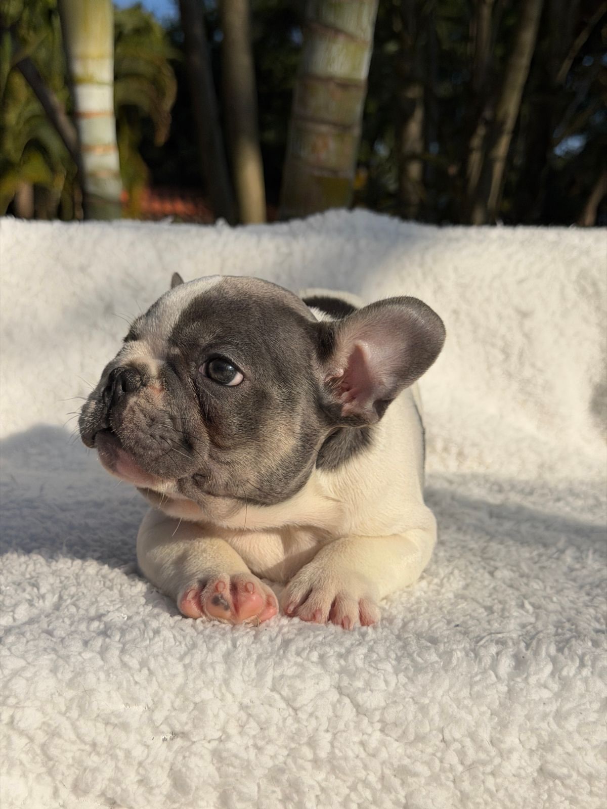 Bento 🐶Aquele garotinho Lilac Pied cheio de Charme! Fora toda beleza ele ainda consegue ser Qua (2)