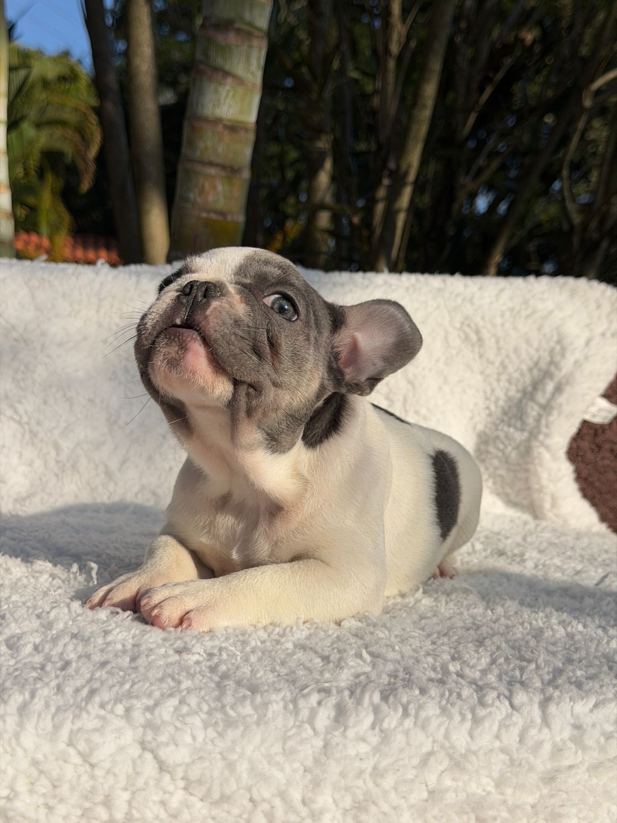 Bento 🐶Aquele garotinho Lilac Pied cheio de Charme! Fora toda beleza ele ainda consegue ser Qua (3)
