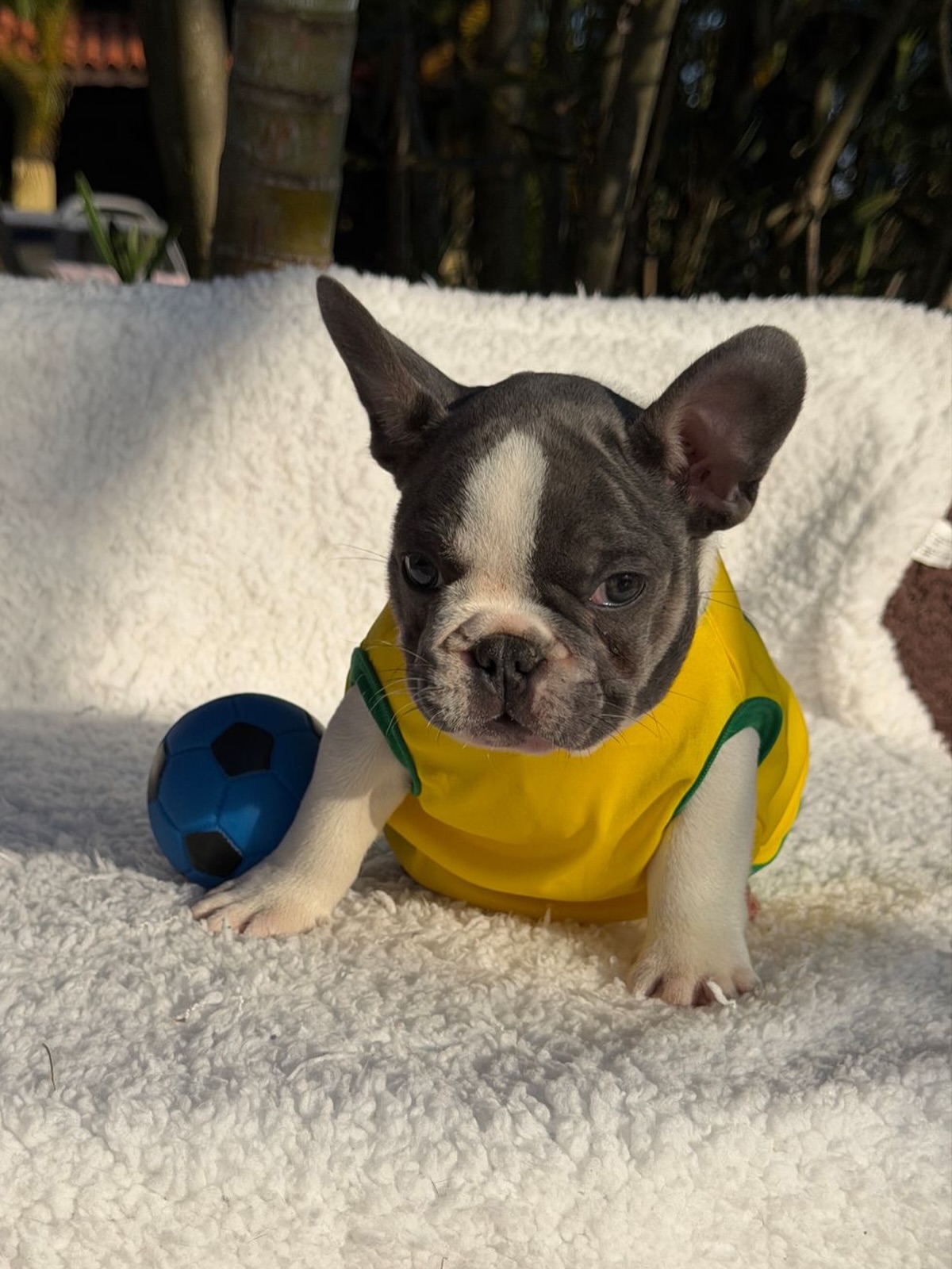 Bento 🐶Aquele garotinho Lilac Pied cheio de Charme! Fora toda beleza ele ainda consegue ser Qua (4)