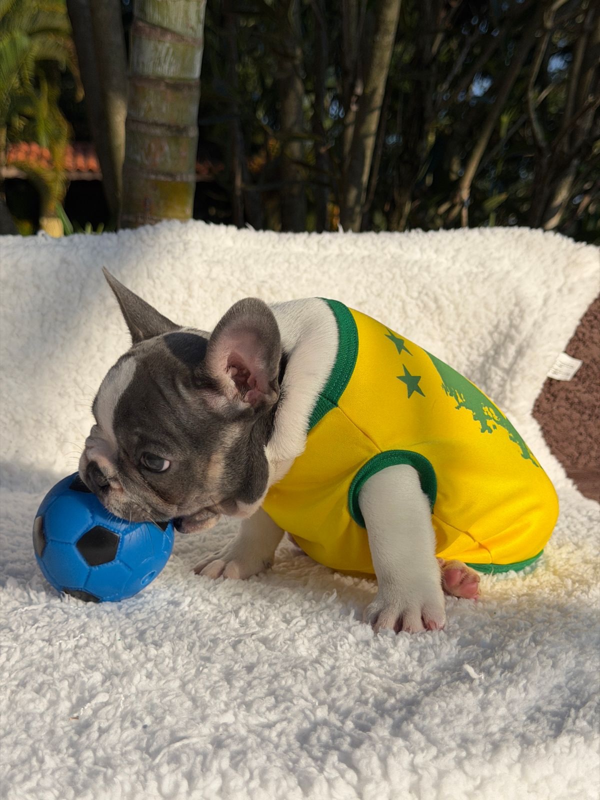 Bento 🐶Aquele garotinho Lilac Pied cheio de Charme! Fora toda beleza ele ainda consegue ser Qua (6)