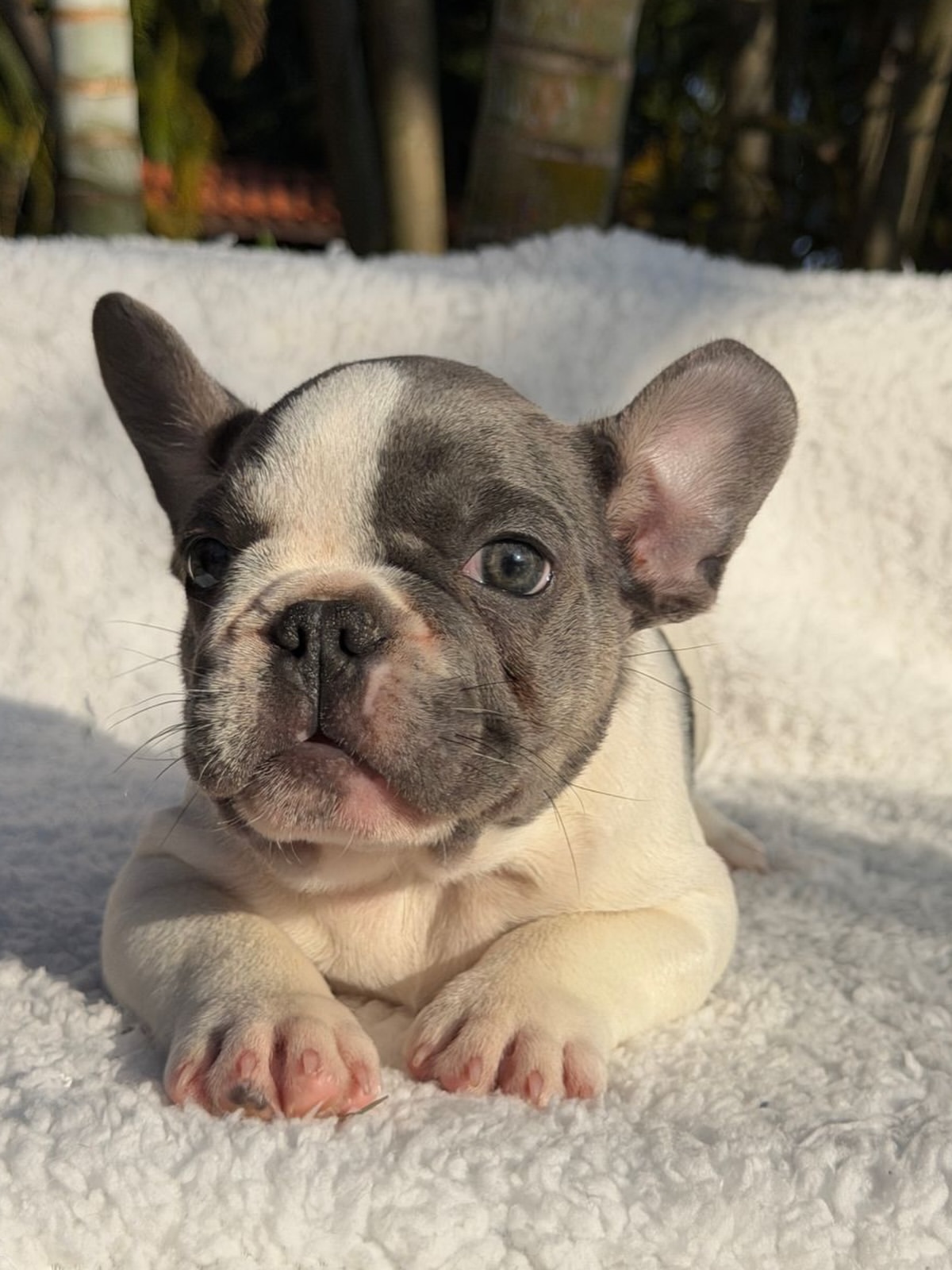 Bento 🐶Aquele garotinho Lilac Pied cheio de Charme! Fora toda beleza ele ainda consegue ser Qua (7)