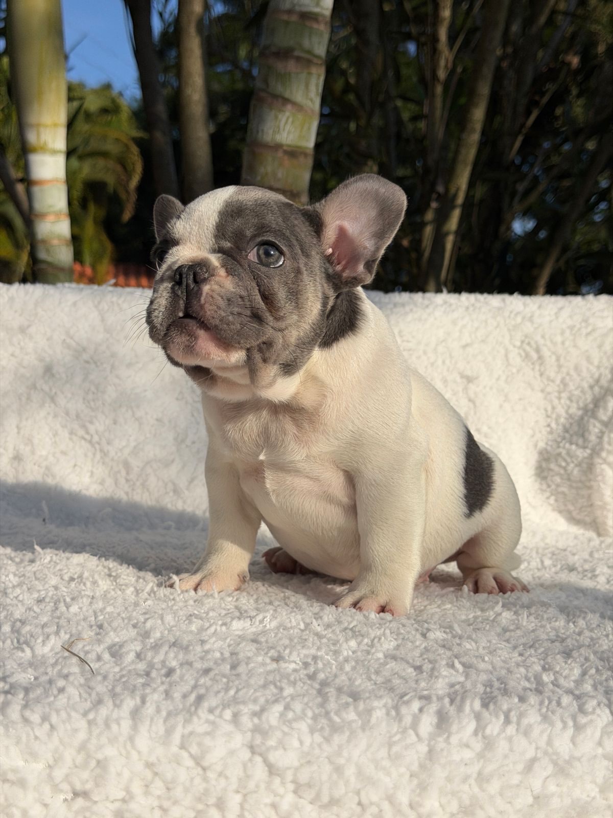 Bento 🐶Aquele garotinho Lilac Pied cheio de Charme! Fora toda beleza ele ainda consegue ser Qua