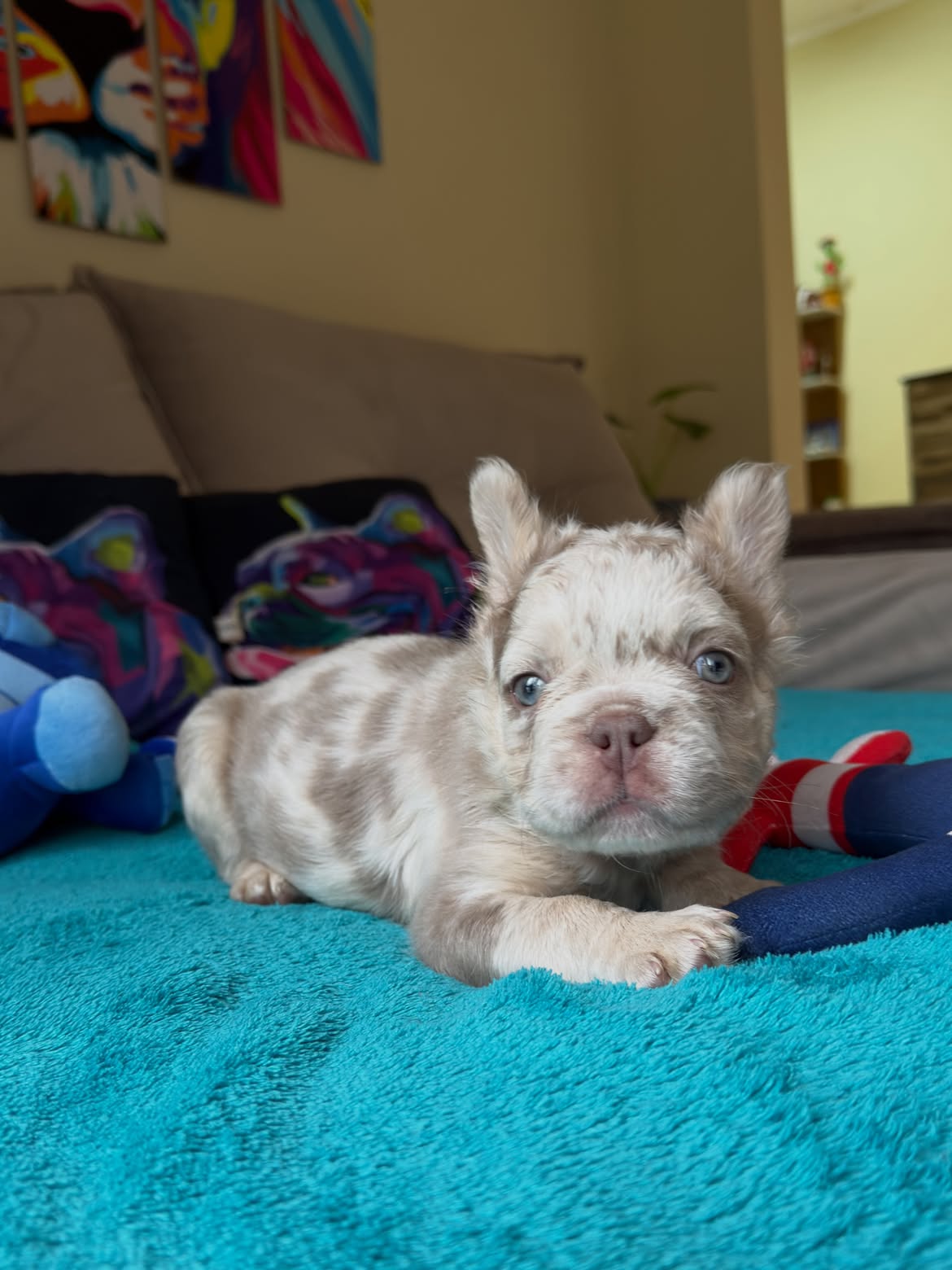 Giorgio Armani 💎🐶Aquele Garotinho com cara de importado, mas é Nacional! 🥰.Os Gringos ficam l (1)