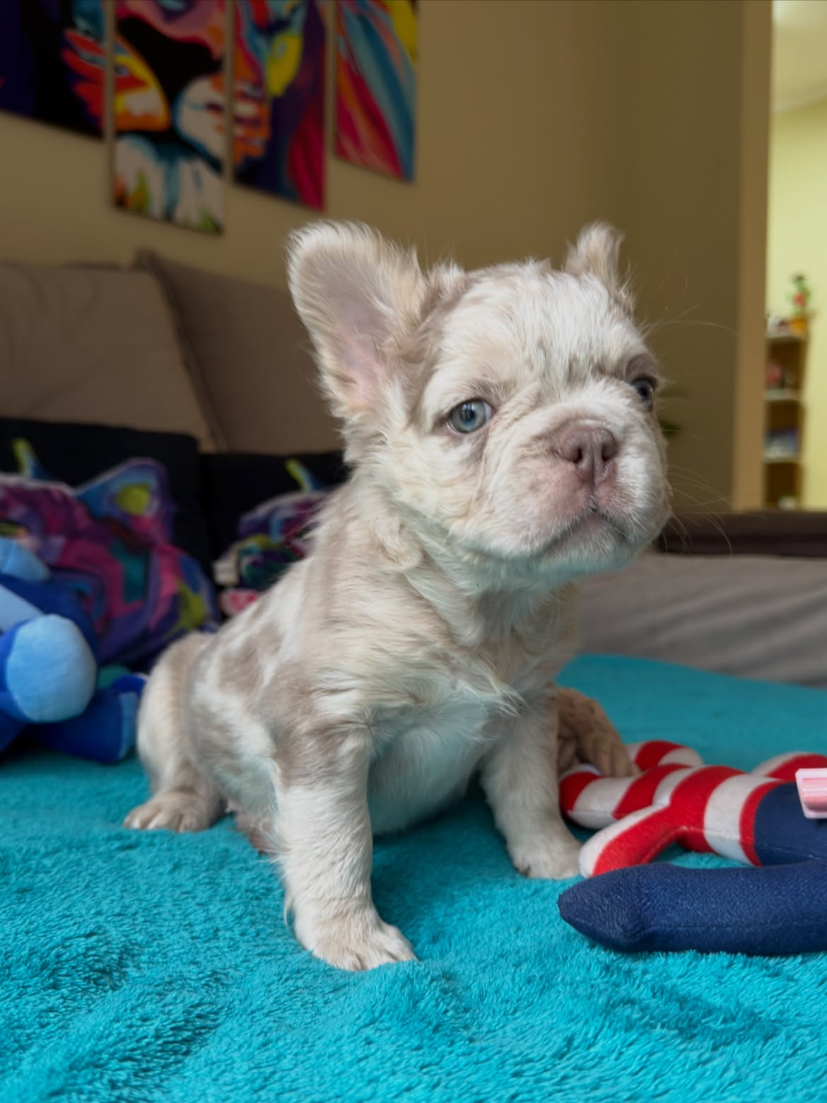 Giorgio Armani 💎🐶Aquele Garotinho com cara de importado, mas é Nacional! 🥰.Os Gringos ficam l (2)