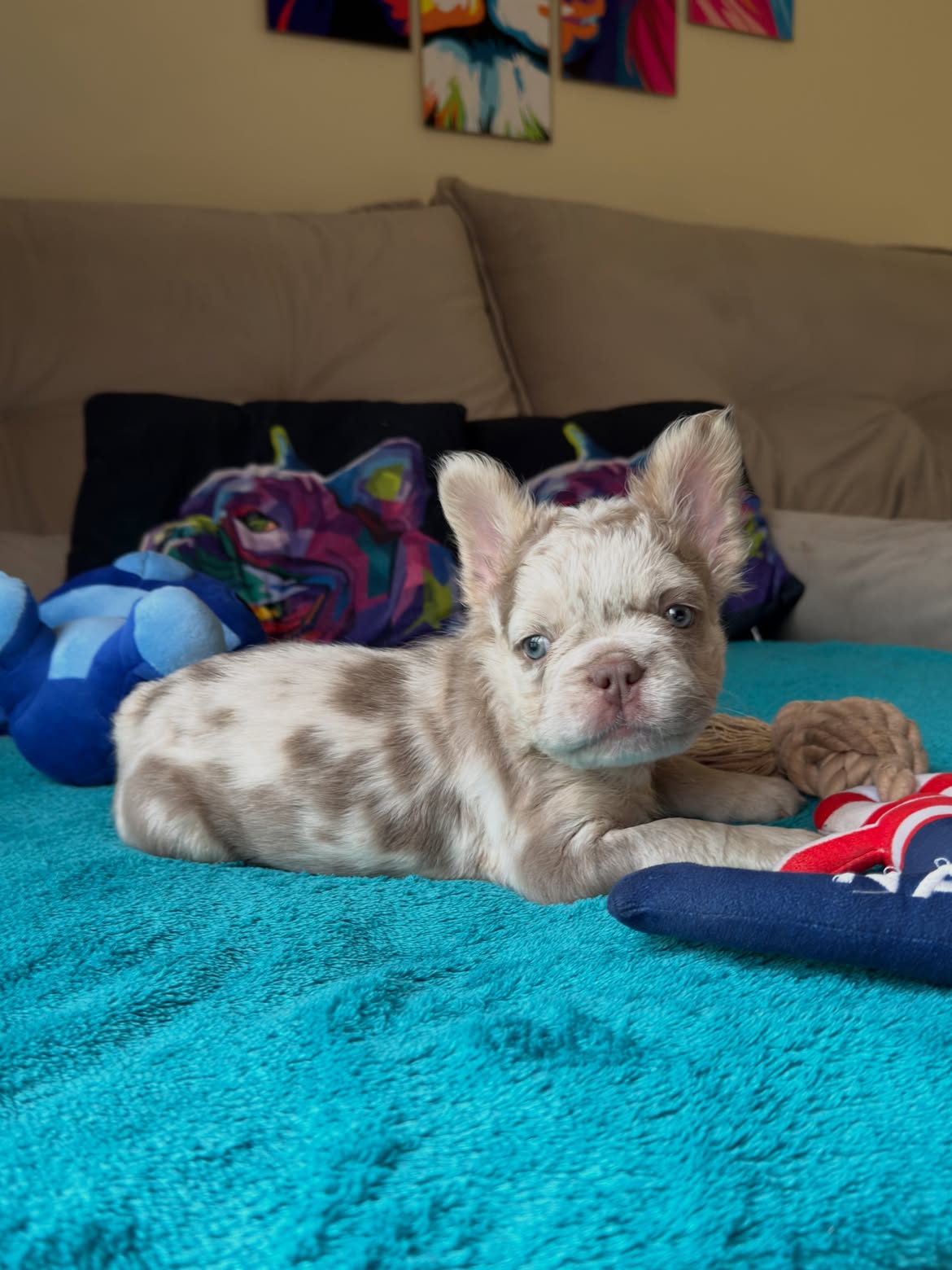 Giorgio Armani 💎🐶Aquele Garotinho com cara de importado, mas é Nacional! 🥰.Os Gringos ficam l (3)