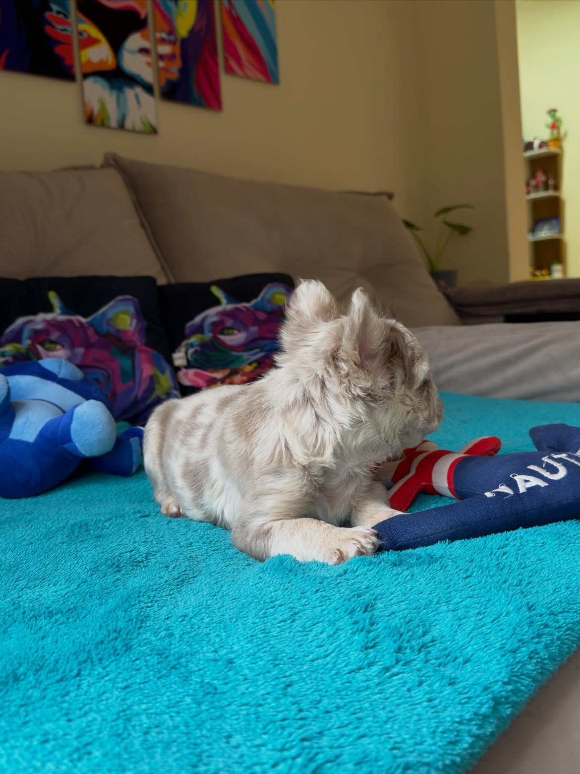 Giorgio Armani 💎🐶Aquele Garotinho com cara de importado, mas é Nacional! 🥰.Os Gringos ficam l (4)