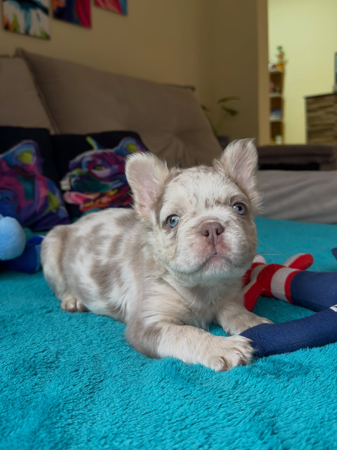 Giorgio Armani 💎🐶Aquele Garotinho com cara de importado, mas é Nacional! 🥰.Os Gringos ficam l