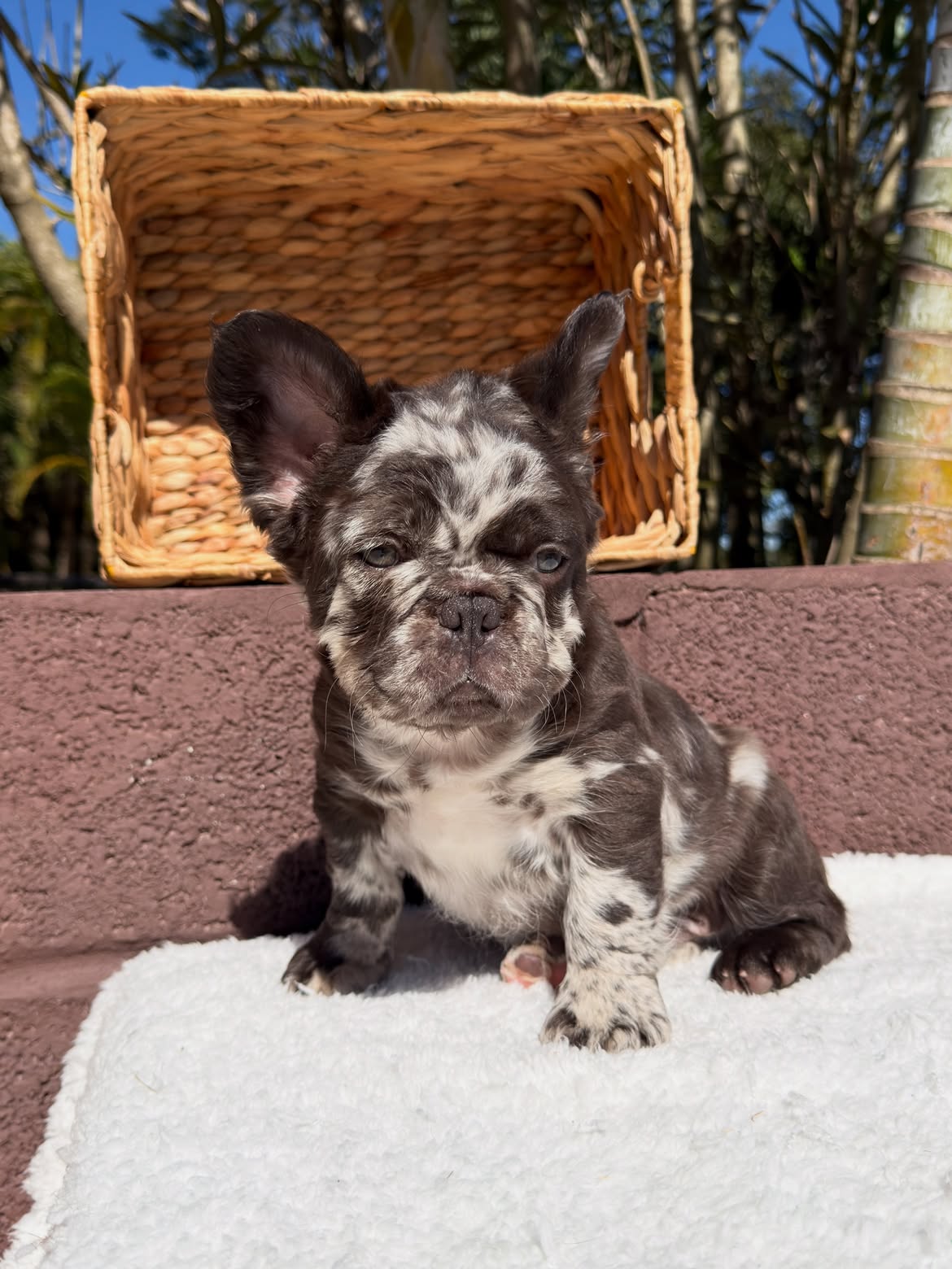 Maddox agora é- Chico 🎶😅, Ops! É BENTOPensa em um Bulldoguinho bonito, brincalhão e dengoso🐻J (3)