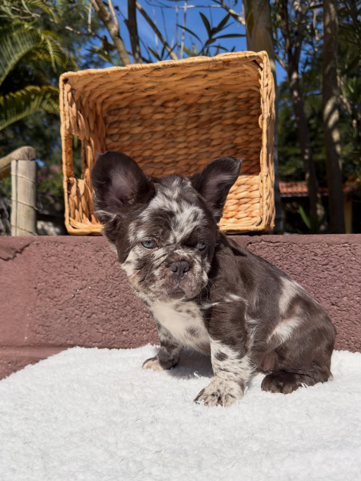 Maddox agora é- Chico 🎶😅, Ops! É BENTOPensa em um Bulldoguinho bonito, brincalhão e dengoso🐻J (7)