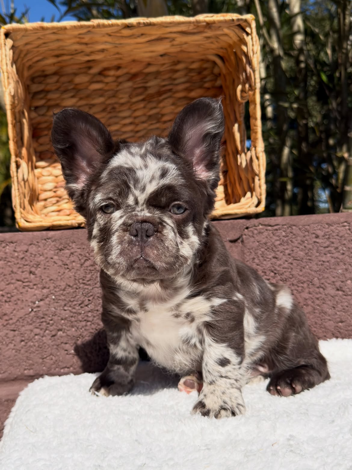 Maddox agora é- Chico 🎶😅, Ops! É BENTOPensa em um Bulldoguinho bonito, brincalhão e dengoso🐻J