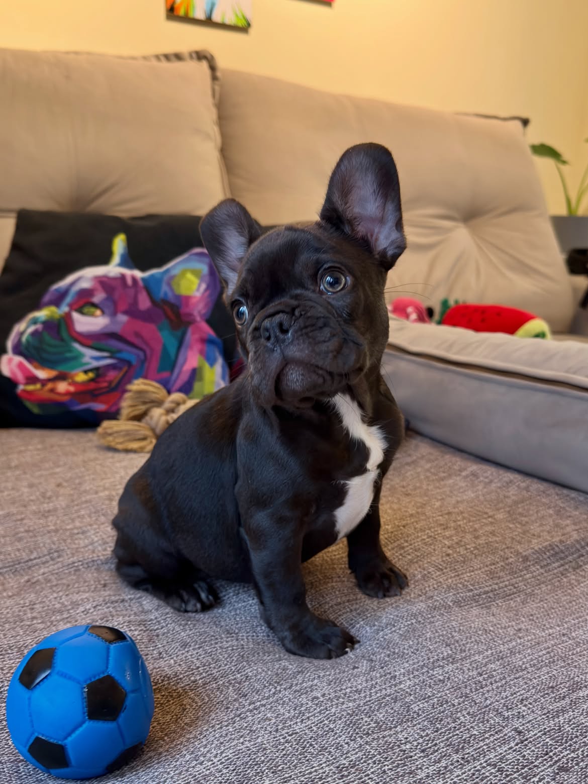 RaulNetinho Bulldog Francês Chocolate Fluffy Carrier ja escolheu sua Bolinha ⚽️Azul pra comemora (1)