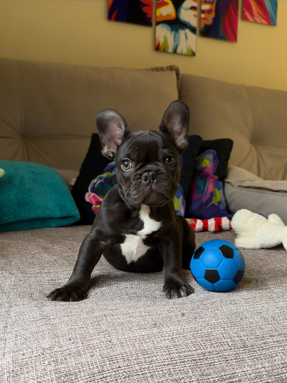 RaulNetinho Bulldog Francês Chocolate Fluffy Carrier ja escolheu sua Bolinha ⚽️Azul pra comemora (2)