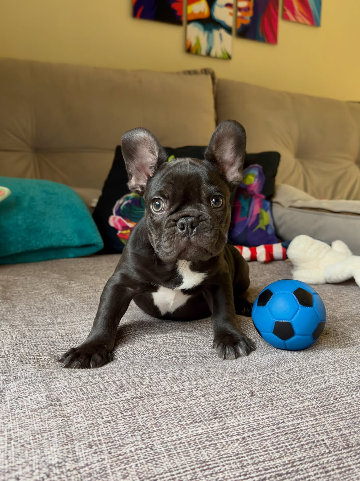 RaulNetinho Bulldog Francês Chocolate Fluffy Carrier ja escolheu sua Bolinha ⚽️Azul pra comemora (3)