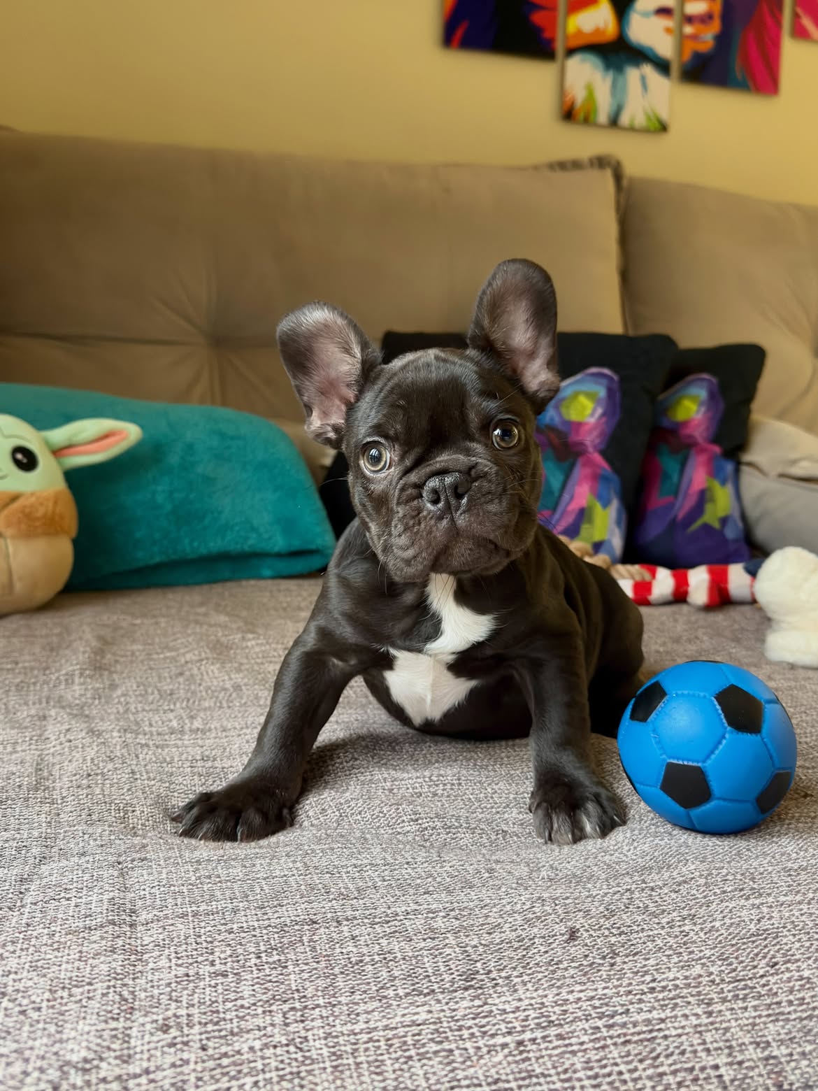 RaulNetinho Bulldog Francês Chocolate Fluffy Carrier ja escolheu sua Bolinha ⚽️Azul pra comemora (4)