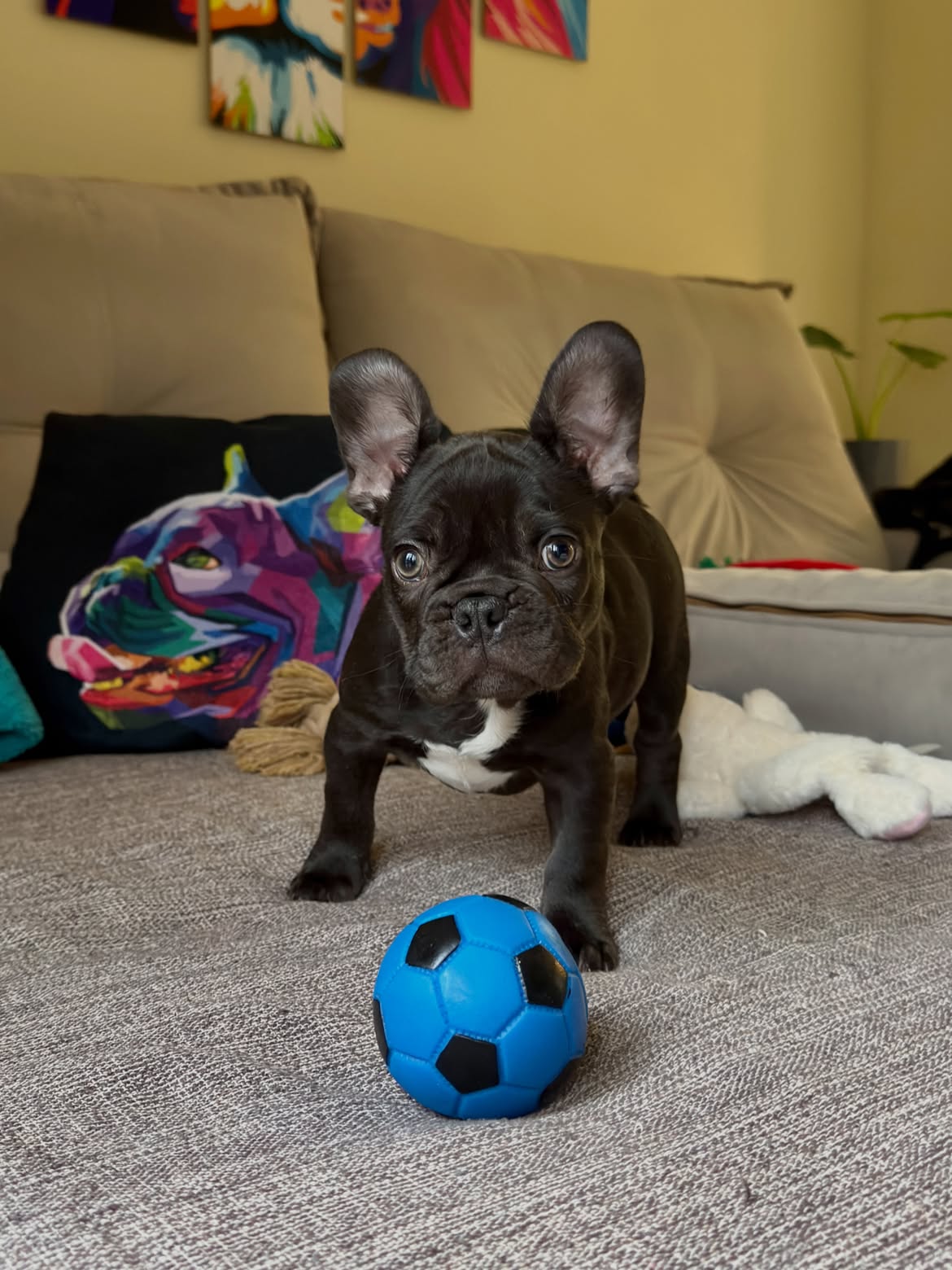 RaulNetinho Bulldog Francês Chocolate Fluffy Carrier ja escolheu sua Bolinha ⚽️Azul pra comemora (5)