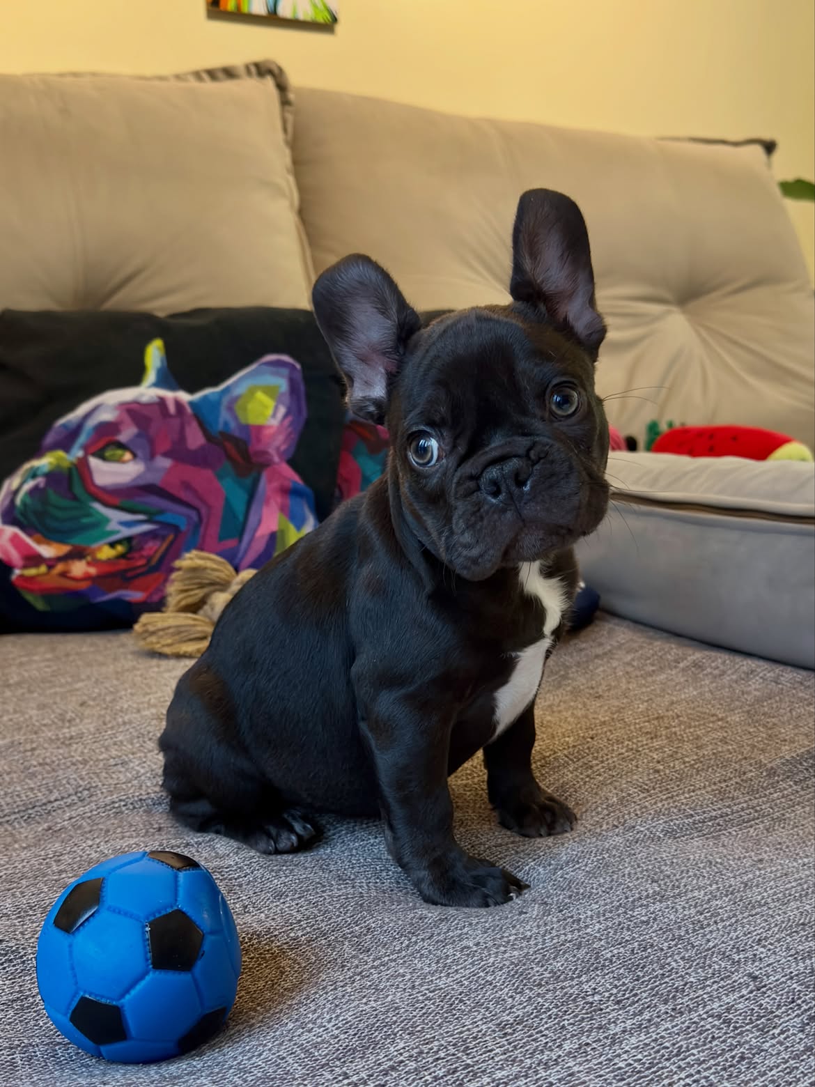 RaulNetinho Bulldog Francês Chocolate Fluffy Carrier ja escolheu sua Bolinha ⚽️Azul pra comemora