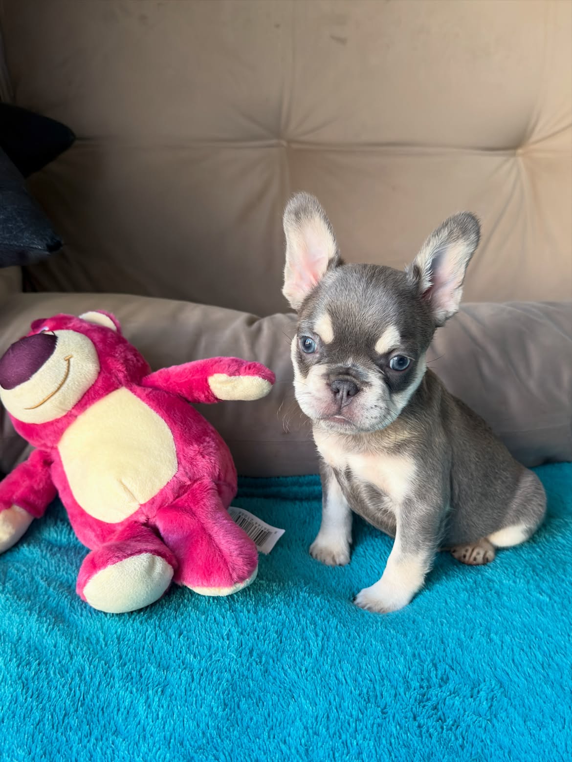 Sophie Uma Mini Bulldoguinha na coloração Lilac and Tan Maskless 🥰.Uma dengosinha cheia de char (1)