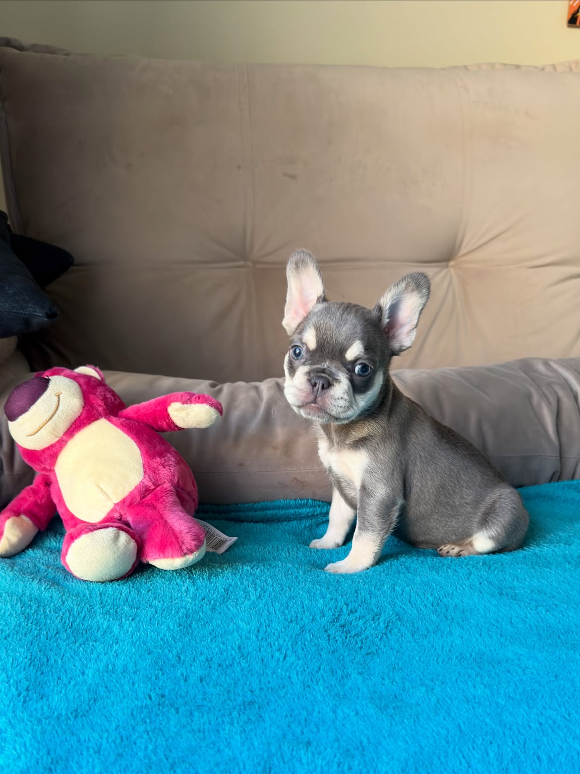Sophie Uma Mini Bulldoguinha na coloração Lilac and Tan Maskless 🥰.Uma dengosinha cheia de char (2)