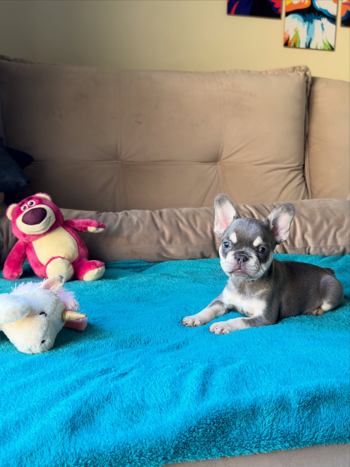 Sophie Uma Mini Bulldoguinha na coloração Lilac and Tan Maskless 🥰.Uma dengosinha cheia de char (3)
