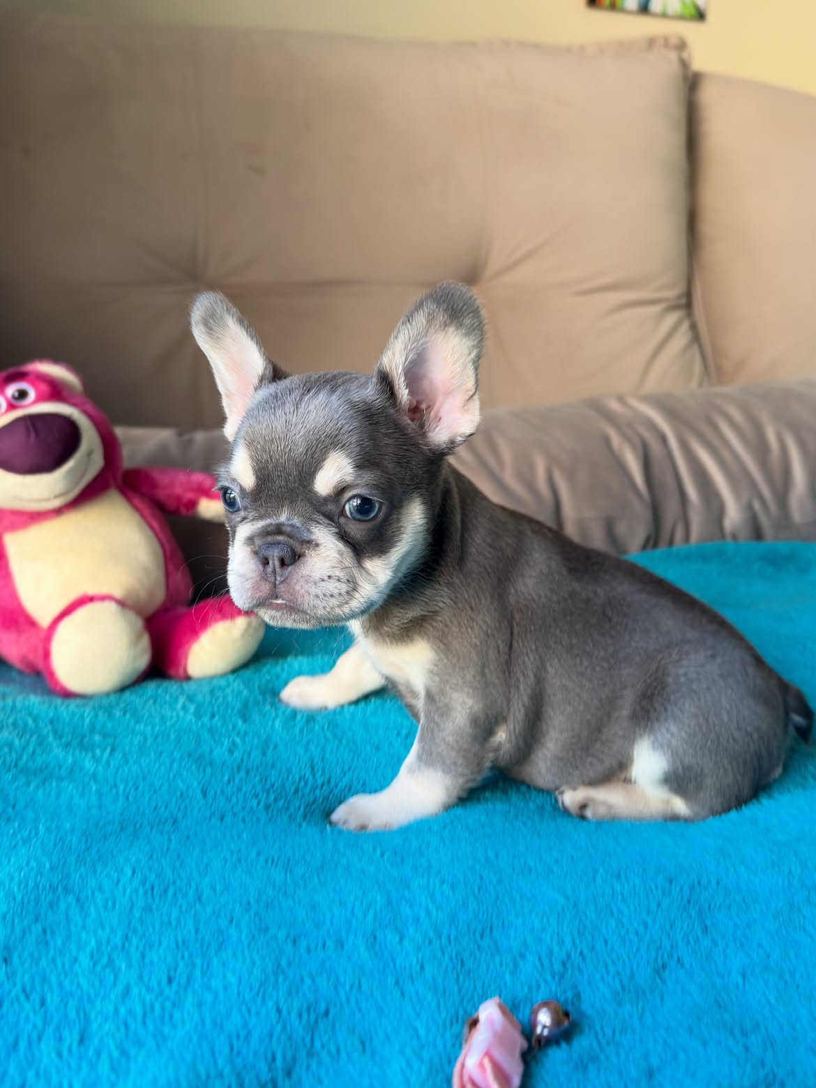 Sophie Uma Mini Bulldoguinha na coloração Lilac and Tan Maskless 🥰.Uma dengosinha cheia de char (4)