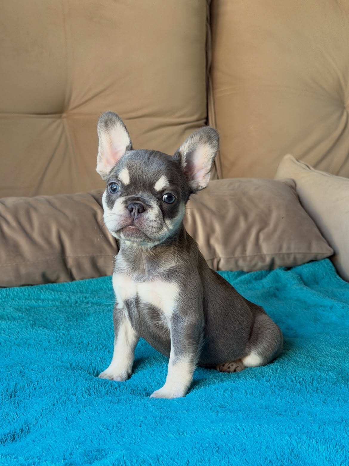 Sophie Uma Mini Bulldoguinha na coloração Lilac and Tan Maskless 🥰.Uma dengosinha cheia de char (5)