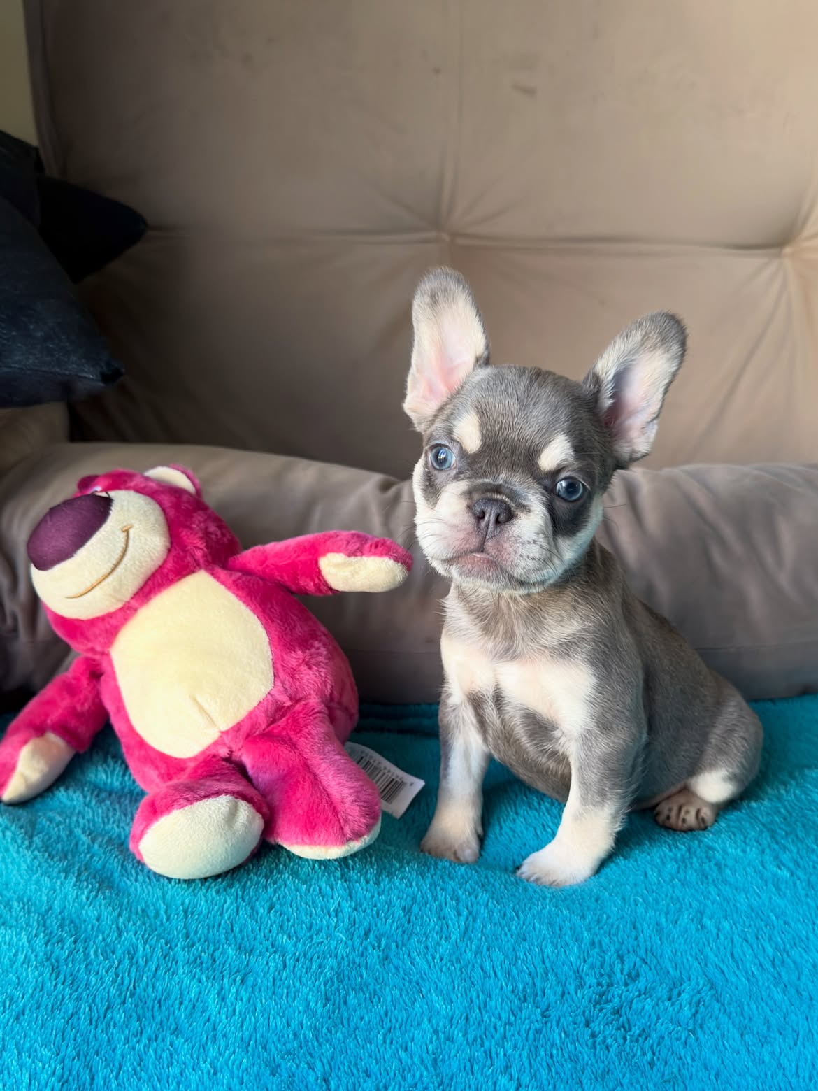 Sophie Uma Mini Bulldoguinha na coloração Lilac and Tan Maskless 🥰.Uma dengosinha cheia de char