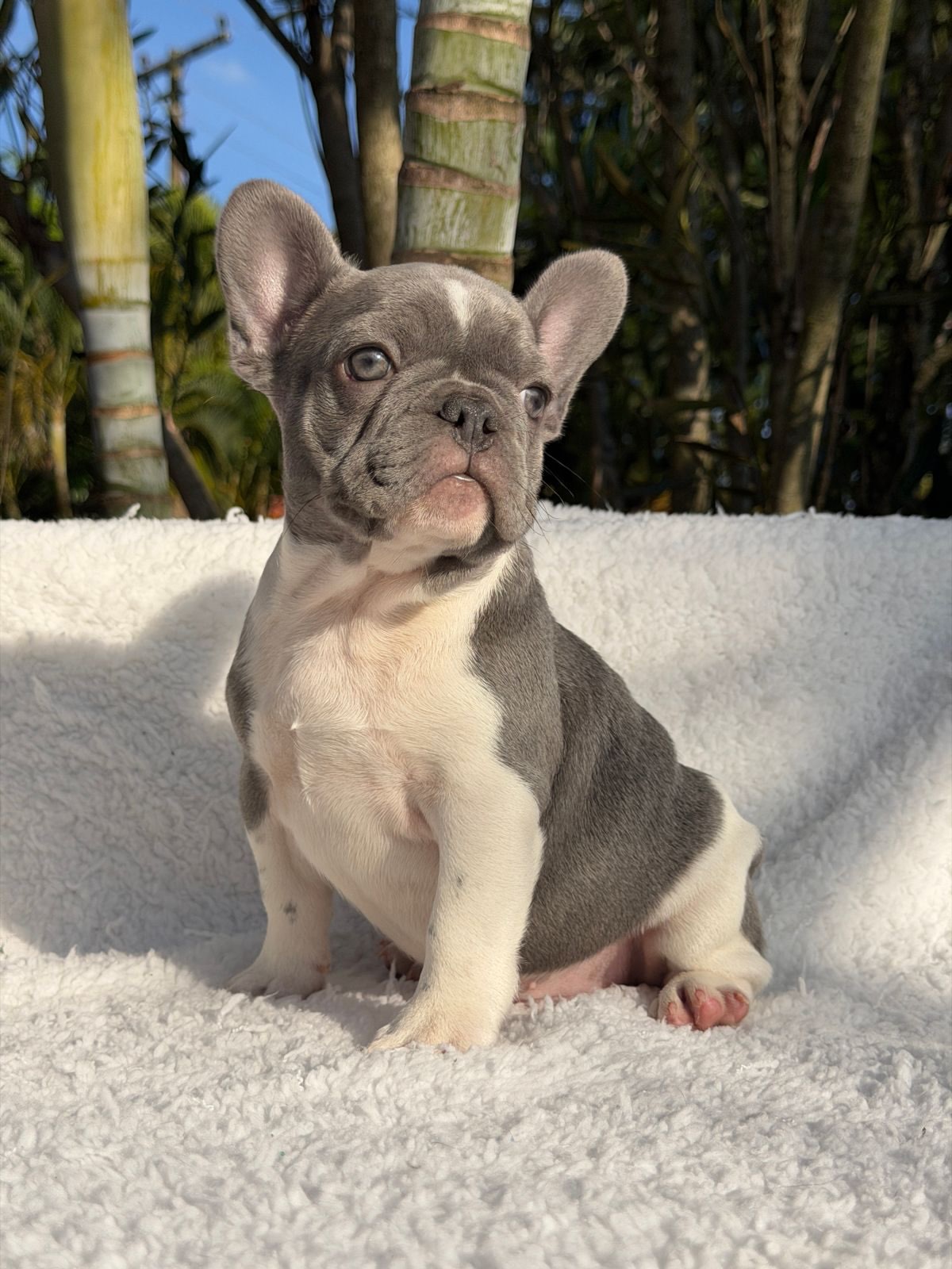 Thor 🐶Pensa em um menino Bonito, imponente e de atitude. Pensou⁉️.Esse é o Menino que faltava n (1)