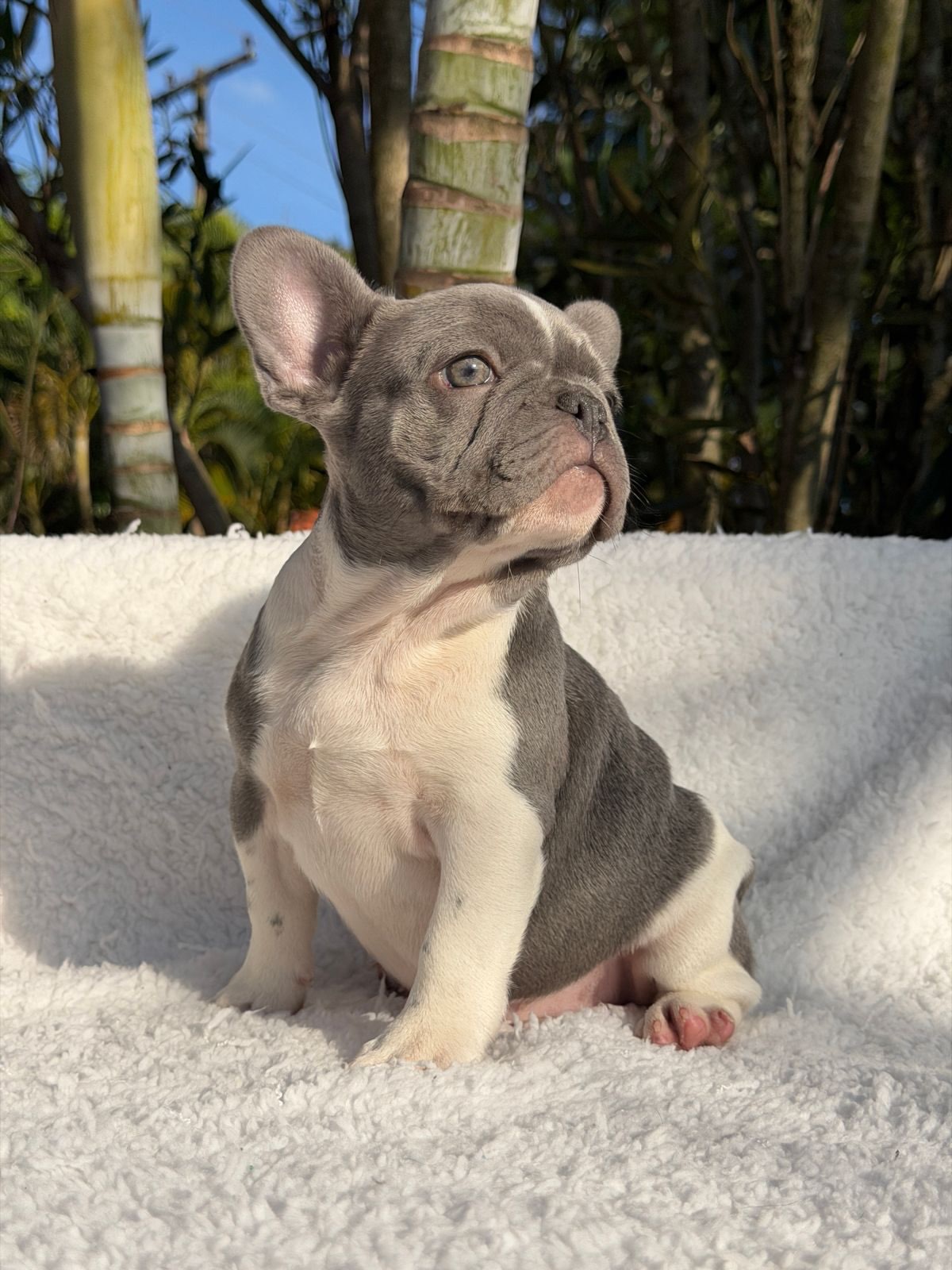 Thor 🐶Pensa em um menino Bonito, imponente e de atitude. Pensou⁉️.Esse é o Menino que faltava n (2)
