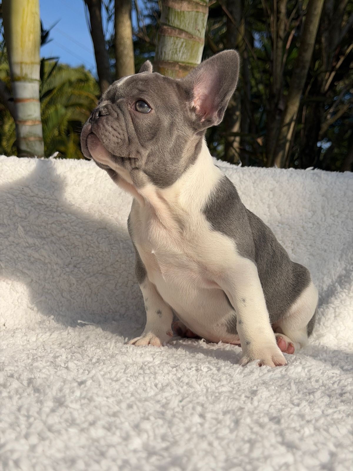Thor 🐶Pensa em um menino Bonito, imponente e de atitude. Pensou⁉️.Esse é o Menino que faltava n (3)