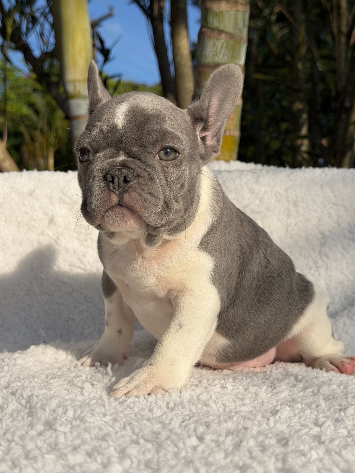 Thor 🐶Pensa em um menino Bonito, imponente e de atitude. Pensou⁉️.Esse é o Menino que faltava n (4)