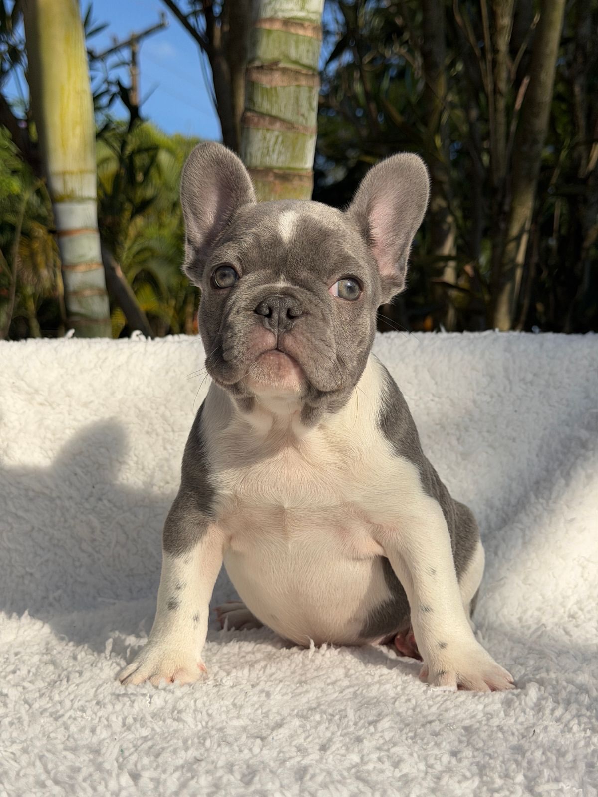 Thor 🐶Pensa em um menino Bonito, imponente e de atitude. Pensou⁉️.Esse é o Menino que faltava n