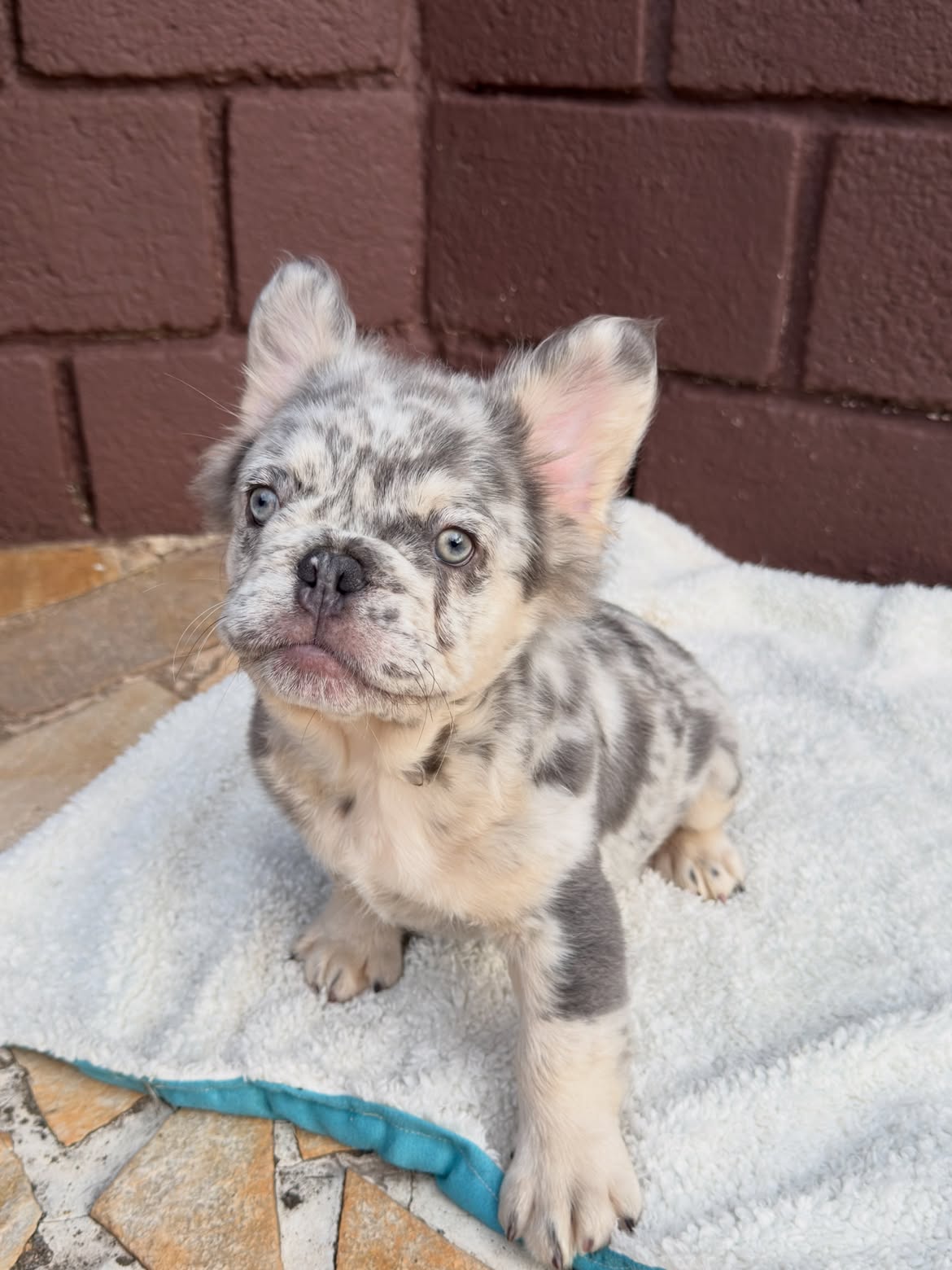 Zion 🐻_❄️Netinho Lilac Tan Merle Fluffy, breve em Novo lar ✈️🇺🇸.Você que mora nos US, e gosta (1)