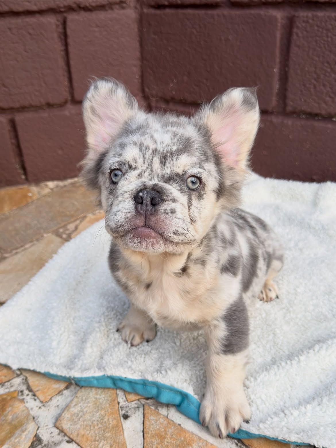 Zion 🐻_❄️Netinho Lilac Tan Merle Fluffy, breve em Novo lar ✈️🇺🇸.Você que mora nos US, e gosta (2)