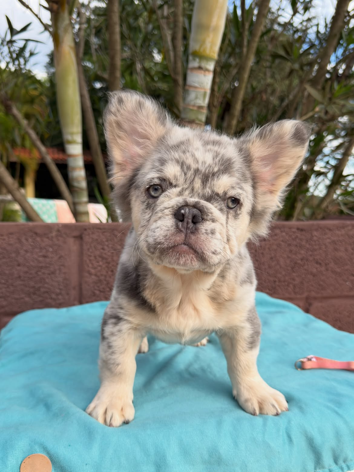 Zion 🐻_❄️Netinho Lilac Tan Merle Fluffy, breve em Novo lar ✈️🇺🇸.Você que mora nos US, e gosta (3)