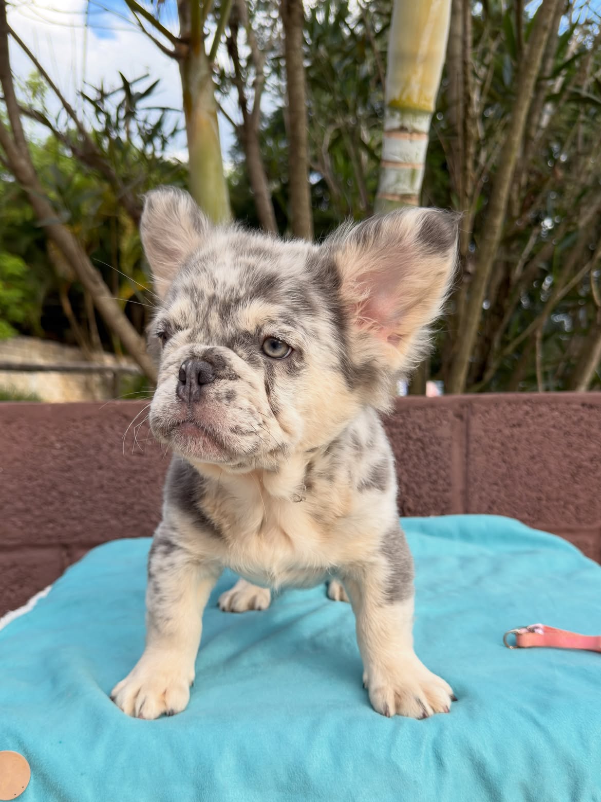 Zion 🐻_❄️Netinho Lilac Tan Merle Fluffy, breve em Novo lar ✈️🇺🇸.Você que mora nos US, e gosta (4)