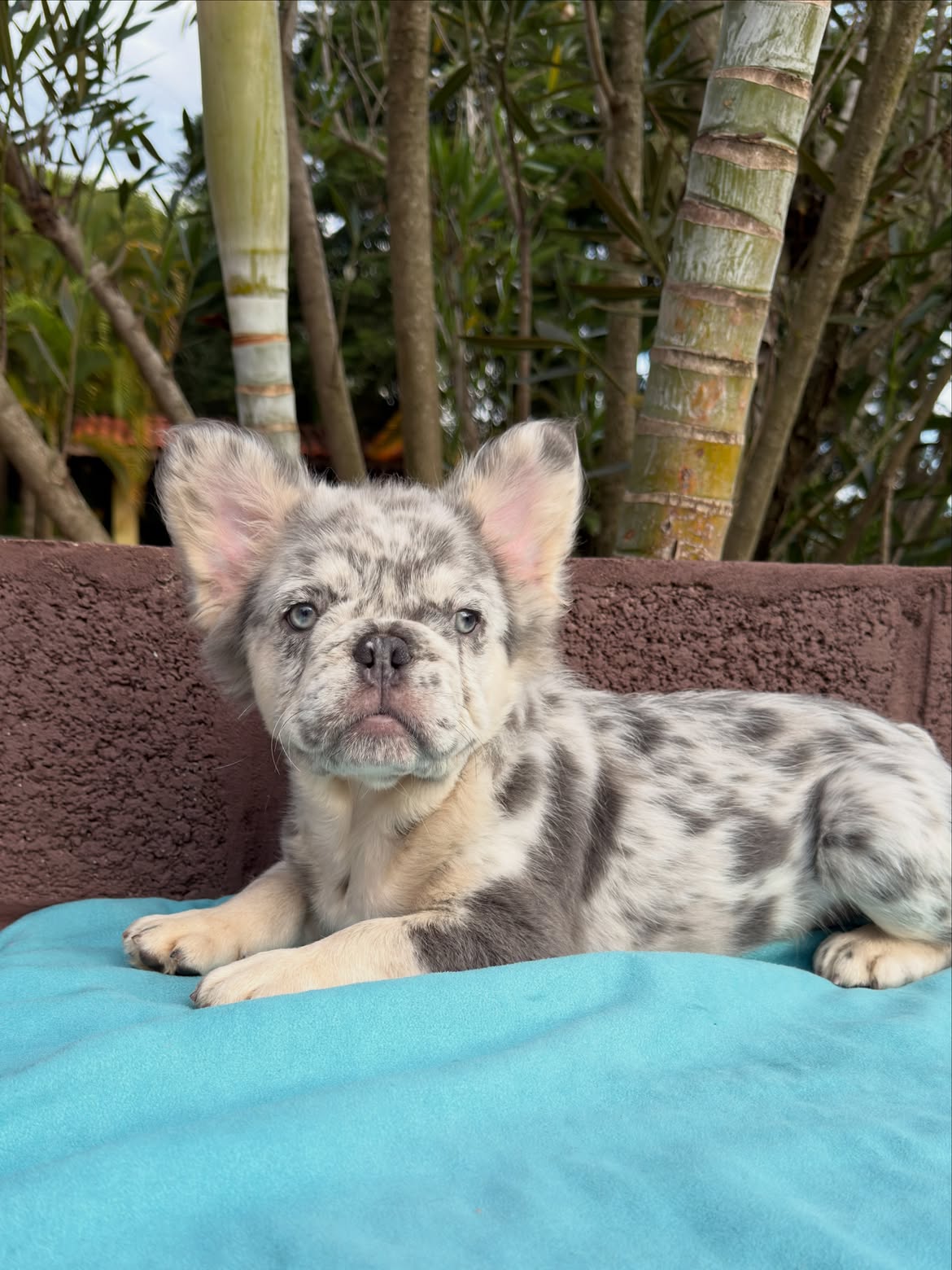 Zion 🐻_❄️Netinho Lilac Tan Merle Fluffy, breve em Novo lar ✈️🇺🇸.Você que mora nos US, e gosta (5)