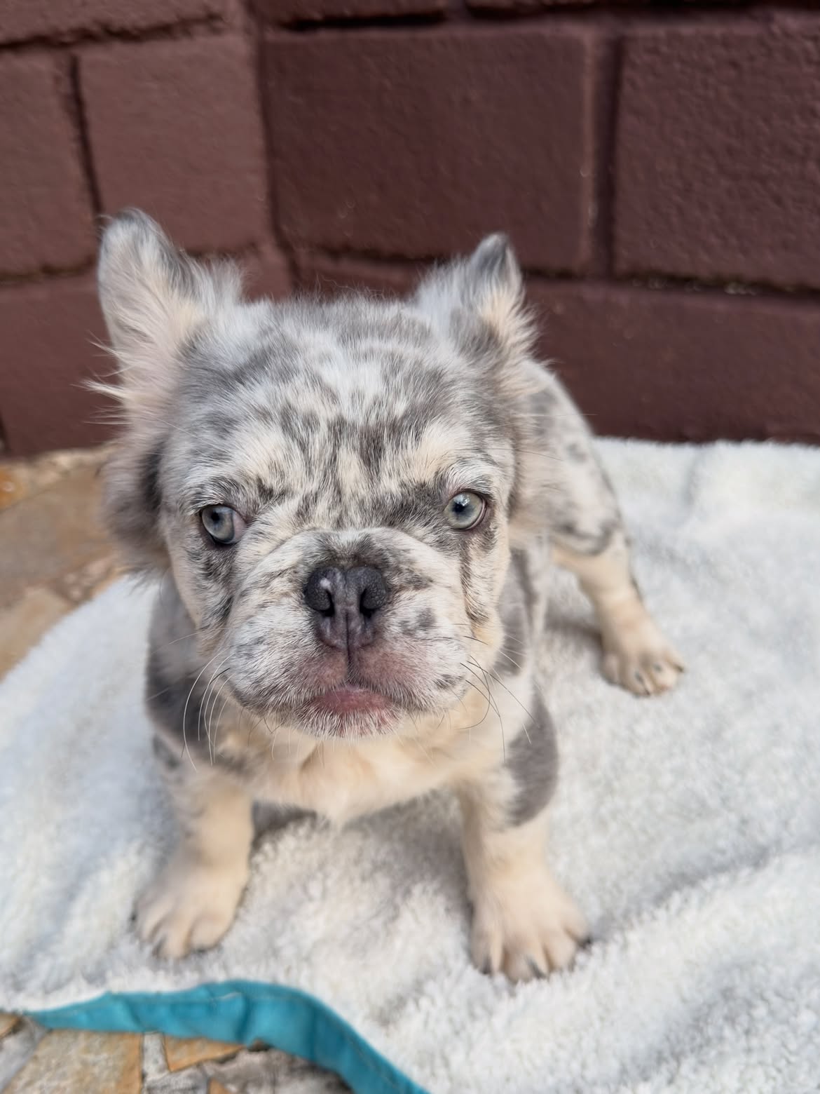 Zion 🐻_❄️Netinho Lilac Tan Merle Fluffy, breve em Novo lar ✈️🇺🇸.Você que mora nos US, e gosta
