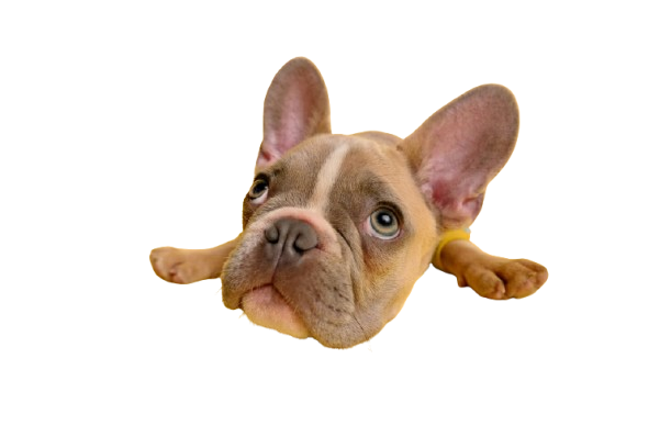 Splendid PawsCo