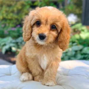 Rowan Toy Cavapoo Puppy π
