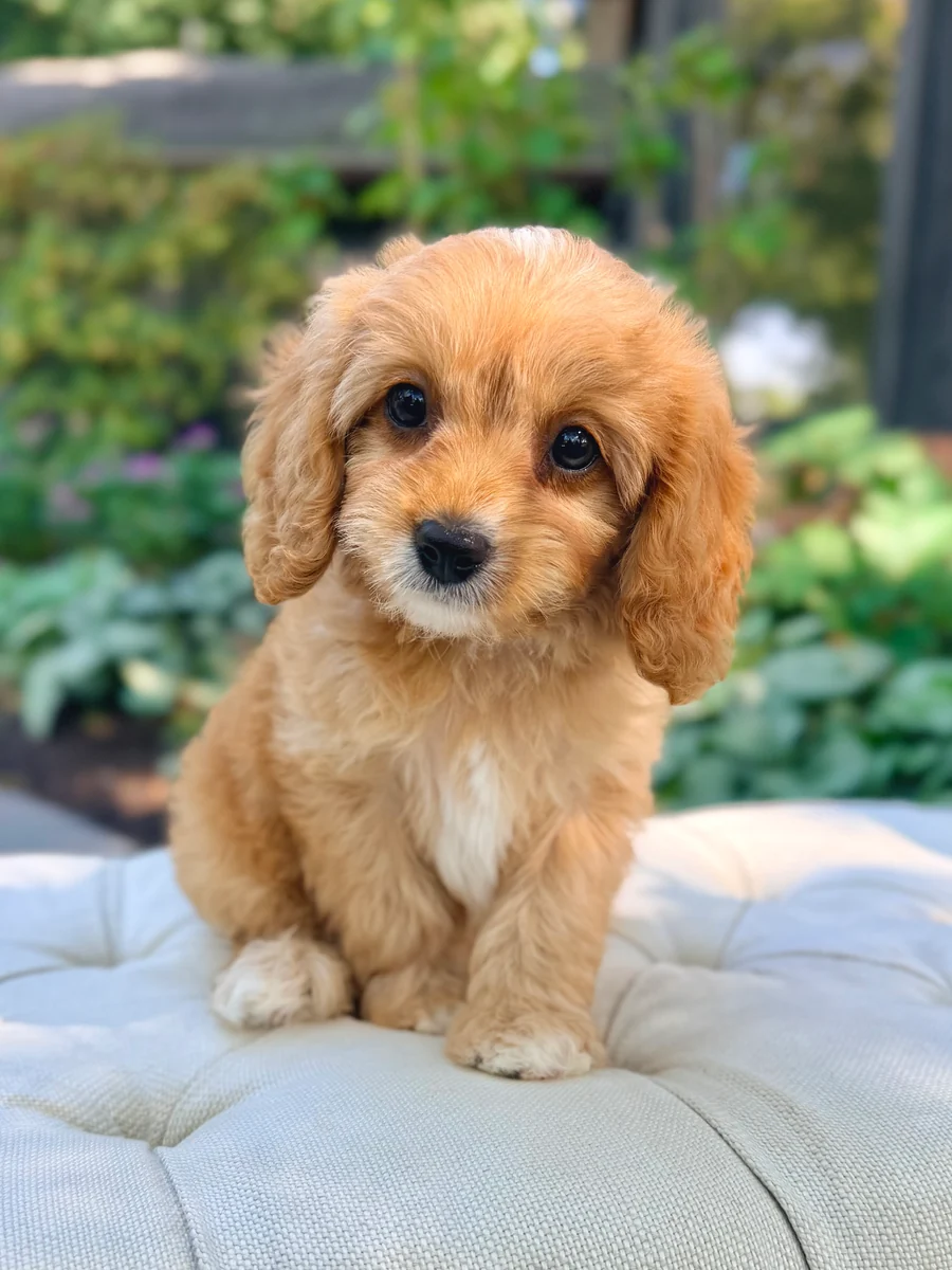 4B1C8C2F-C192-41C3-B0A8-C2DB74A71F03_900x Rowan Toy Cavapoo Puppy π
