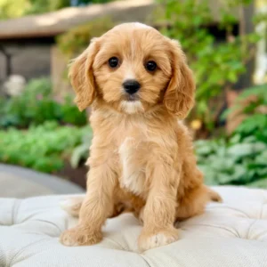Hazel Toy Cavapoo Puppy π