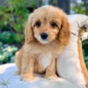Rowan Toy Cavapoo Puppy 💙