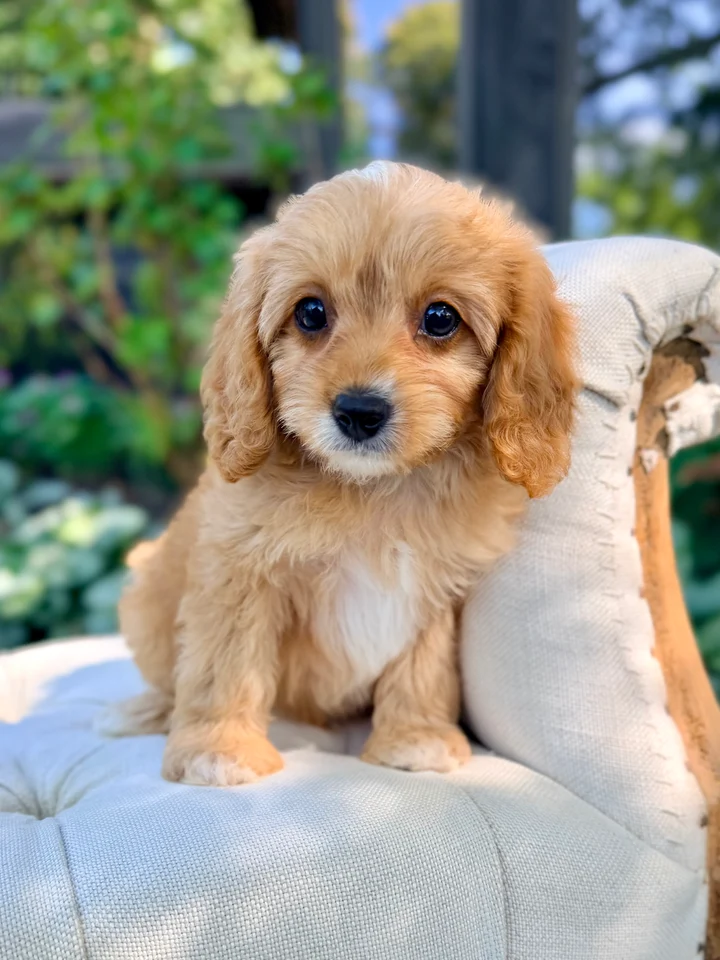 F2789778-D038-432E-81E4-A4B7F162D362_720x Rowan Toy Cavapoo Puppy π